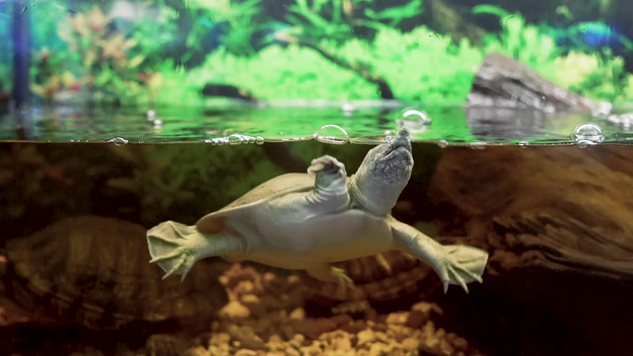 水族馆里游泳的中华鳖视频素材