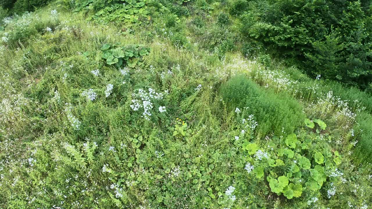 飞过长满青草的山坡，大自然和植物。夏日的全景。高加索是俄罗斯在欧洲的一部分视频素材