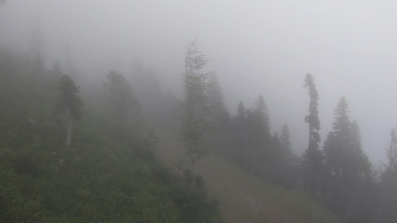 在多雨的天气里，飞越雾蒙蒙的森林，混合了针叶树和落叶松的山地树木。前视图中,一天。高加索是俄罗斯在欧洲的一部分视频素材