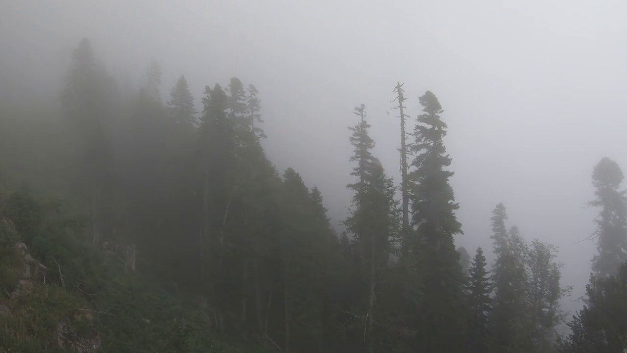 在多雨的天气里，飞越雾蒙蒙的森林，混合了针叶树和落叶松的山地树木。前视图中,一天。高加索是俄罗斯在欧洲的一部分视频素材