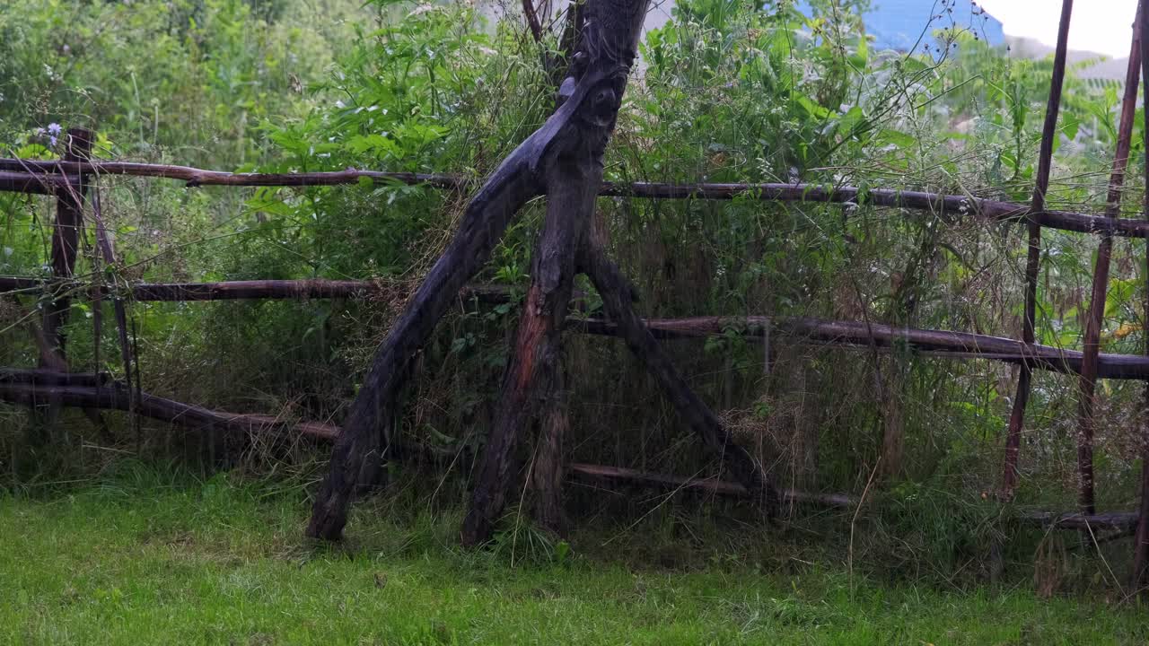 雨落在自然的绿色背景上视频素材