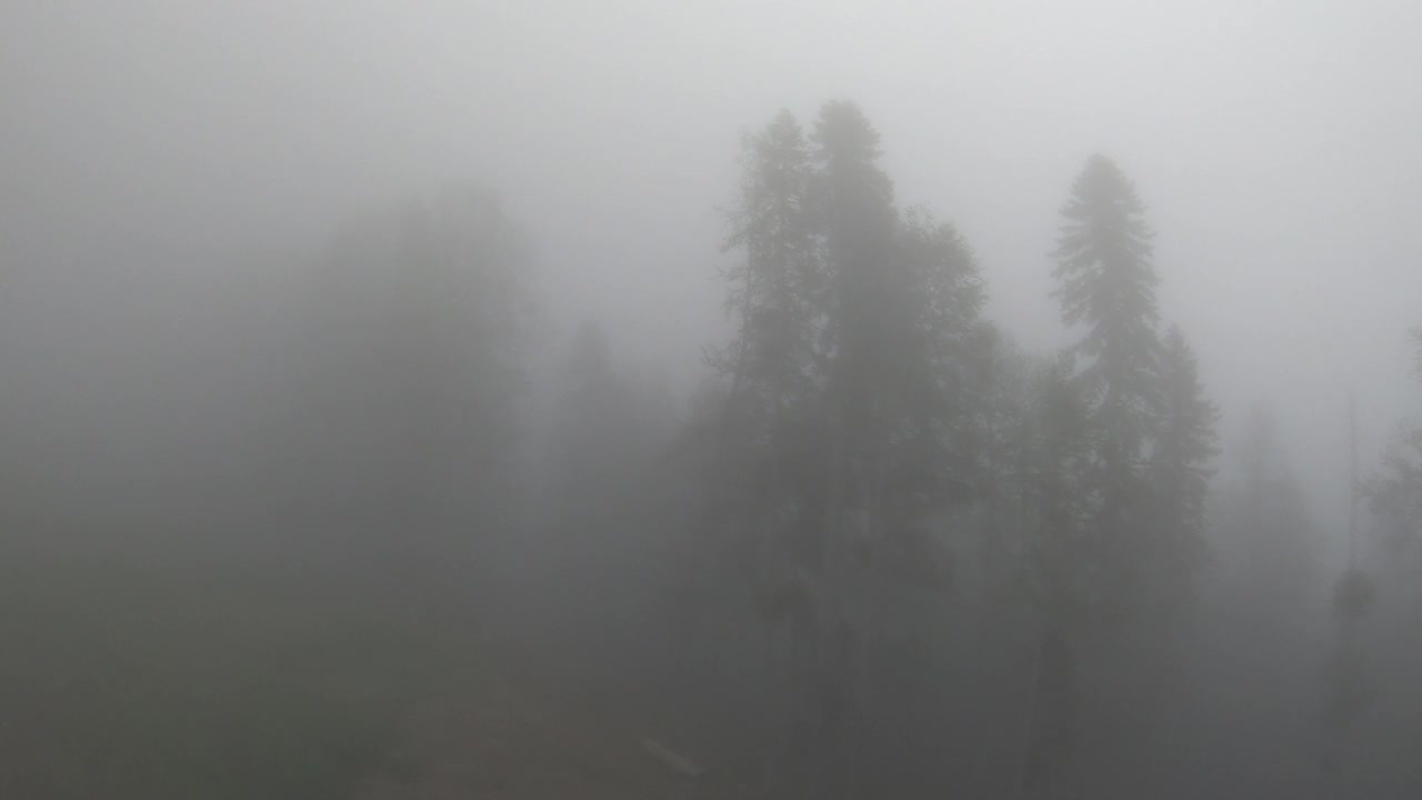 在多雨的天气里，飞越雾蒙蒙的森林，混合了针叶树和落叶松的山地树木。前视图中,一天。高加索是俄罗斯在欧洲的一部分视频素材