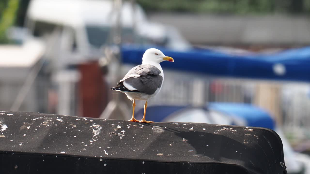 小黑背鸥，Larus fuscus，坐在英国湖区温德米尔湖的船上。视频素材