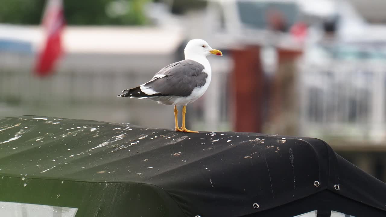 小黑背鸥，Larus fuscus，坐在英国湖区温德米尔湖的船上。视频素材