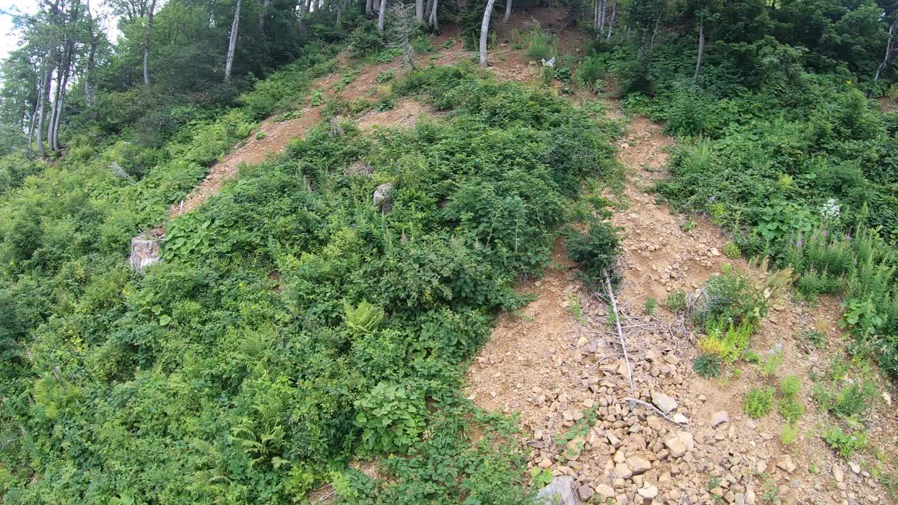 飞过长满青草的山坡，大自然和植物。夏日的全景。高加索是俄罗斯在欧洲的一部分视频素材