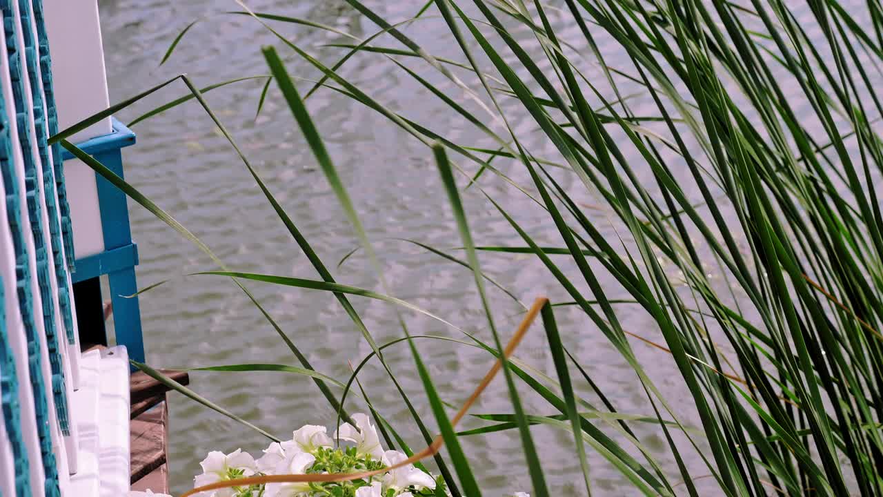 花卉设计。特写镜头。盛开的喇叭花。在水边，在池塘上。芦苇在风中摇摆。景观。植物园视频素材