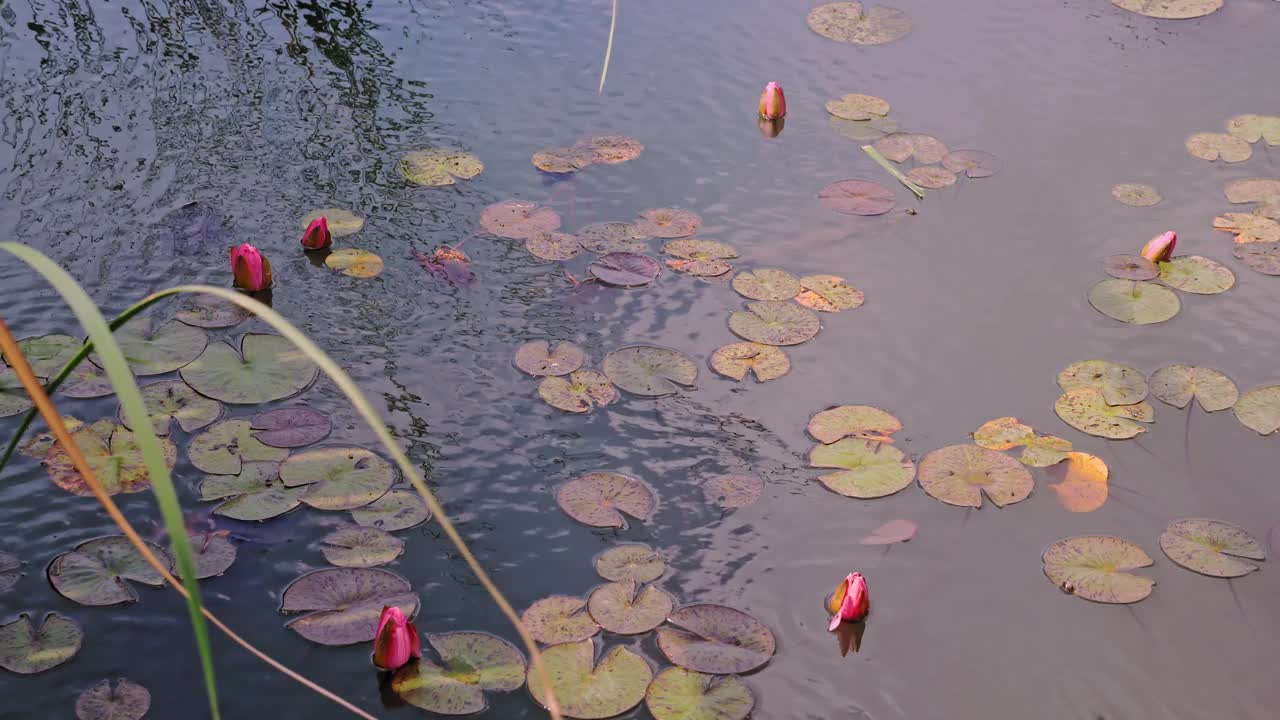 池塘水礼来公司。莲花湖。粉红色的荷花在水中，在绿色的圆形叶子之间。特写镜头。绿化、花卉设计。植物园。植物园视频素材