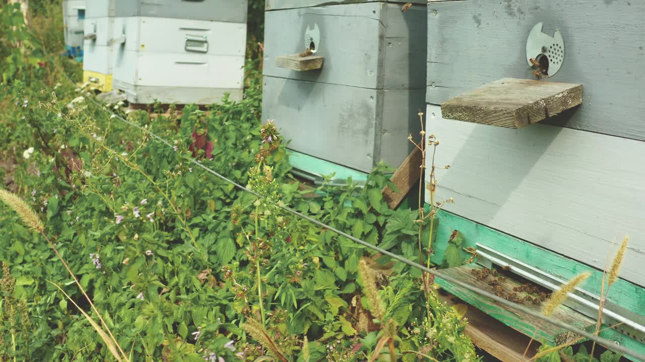 蜜蜂飞进蜂巢。养蜂，养蜂场视频下载