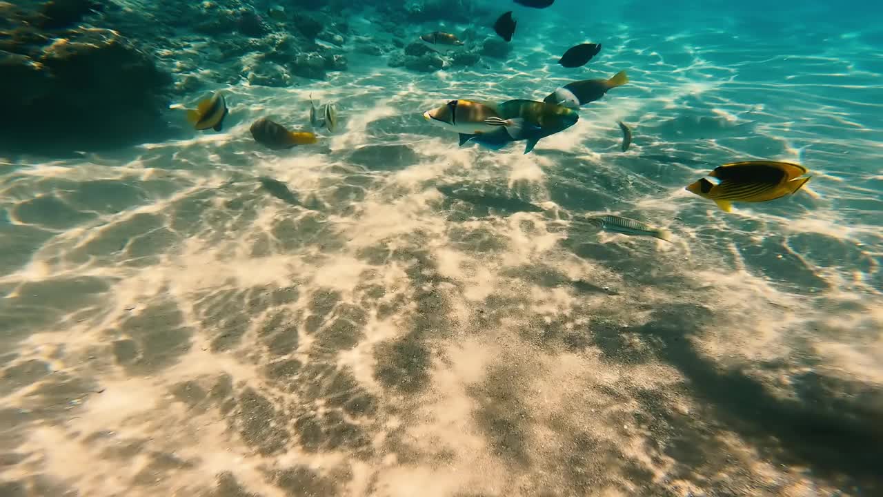 各种各样的鱼在红海的珊瑚礁周围游动。视频素材