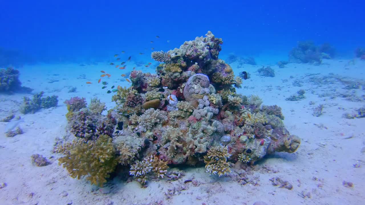 在美丽的珊瑚礁和许多热带鱼的水下潜水在红海-拉哈米湾/马萨阿拉姆视频素材