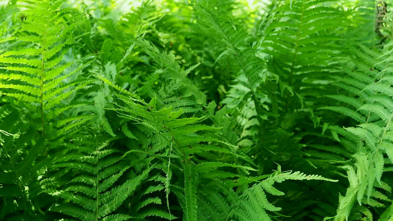 野生蕨类植物纤细的叶子在均匀的风中摇曳。视频素材