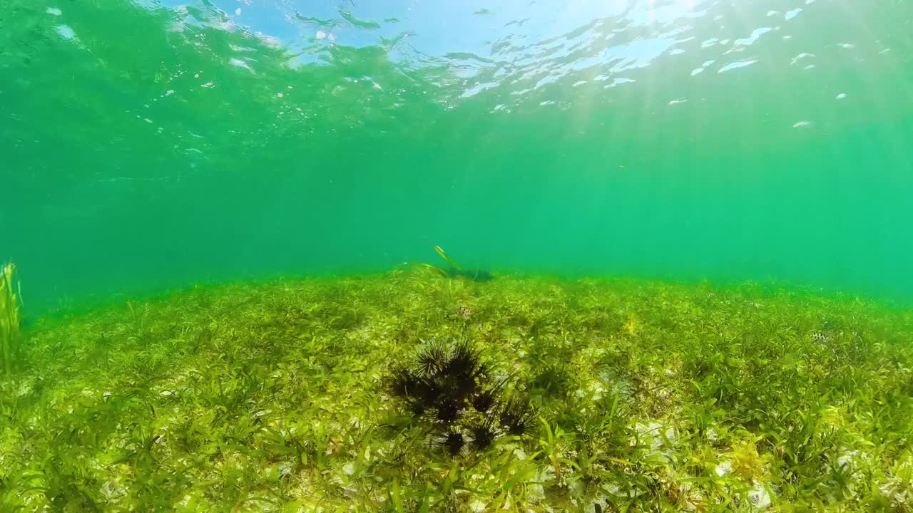 海胆在清澈的水中视频素材