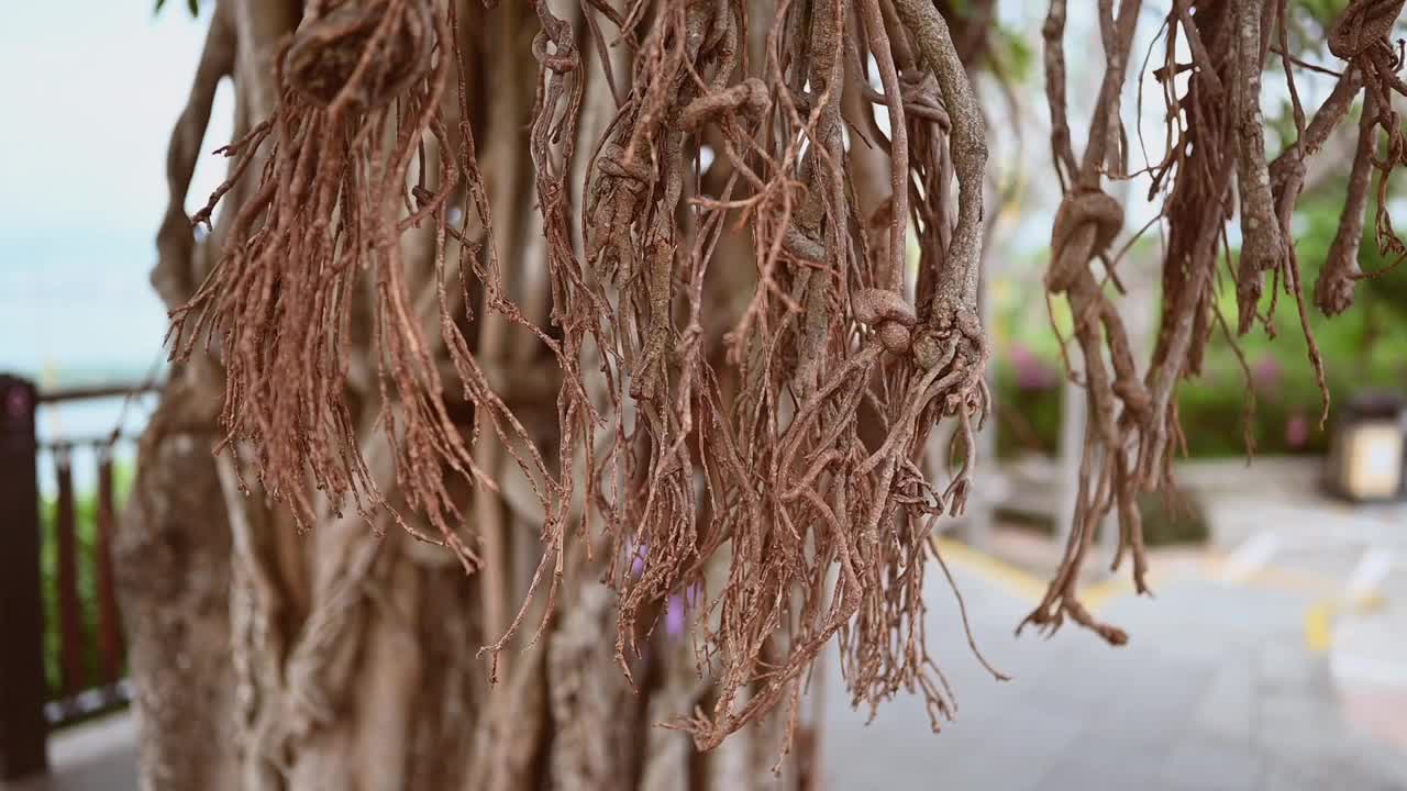 特写慢动作视频扭曲吊根老热带亚洲爬行树。天然木制背景。视频素材