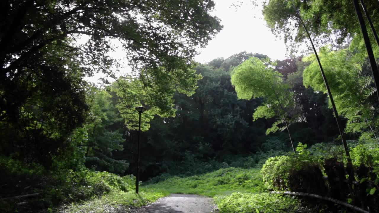 日本翠竹林被风吹得沙沙作响视频素材