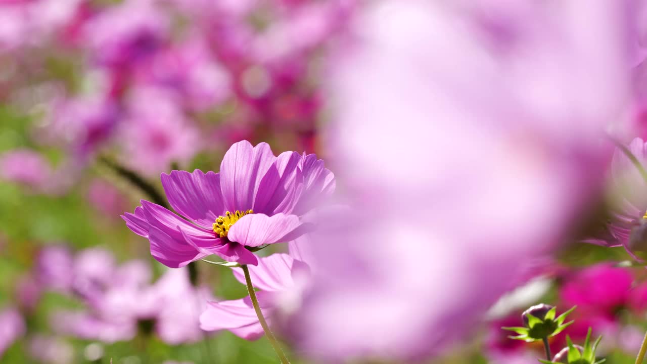 宇宙领域。花园。视频素材