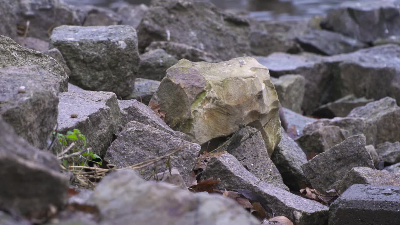 棕鼠欧洲水鼠在河边的河流。褐家鼠，两栖Arvicola两栖慢动鼠视频素材