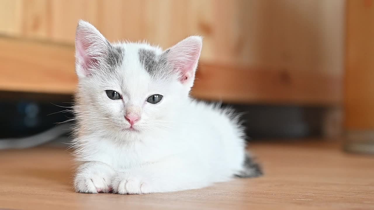 睡意朦胧的波斯小猫的视频。视频素材