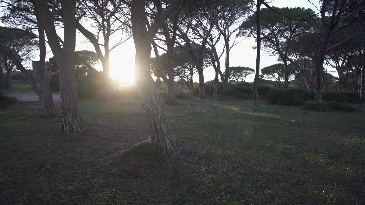 独自旅行的女博主花时间在海洋附近的松林自然使用笔记本电脑为她的追随者写新帖子。远程管理在线业务的自我企业家视频素材