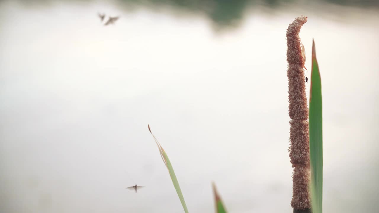 芦苇和飞蚊视频素材