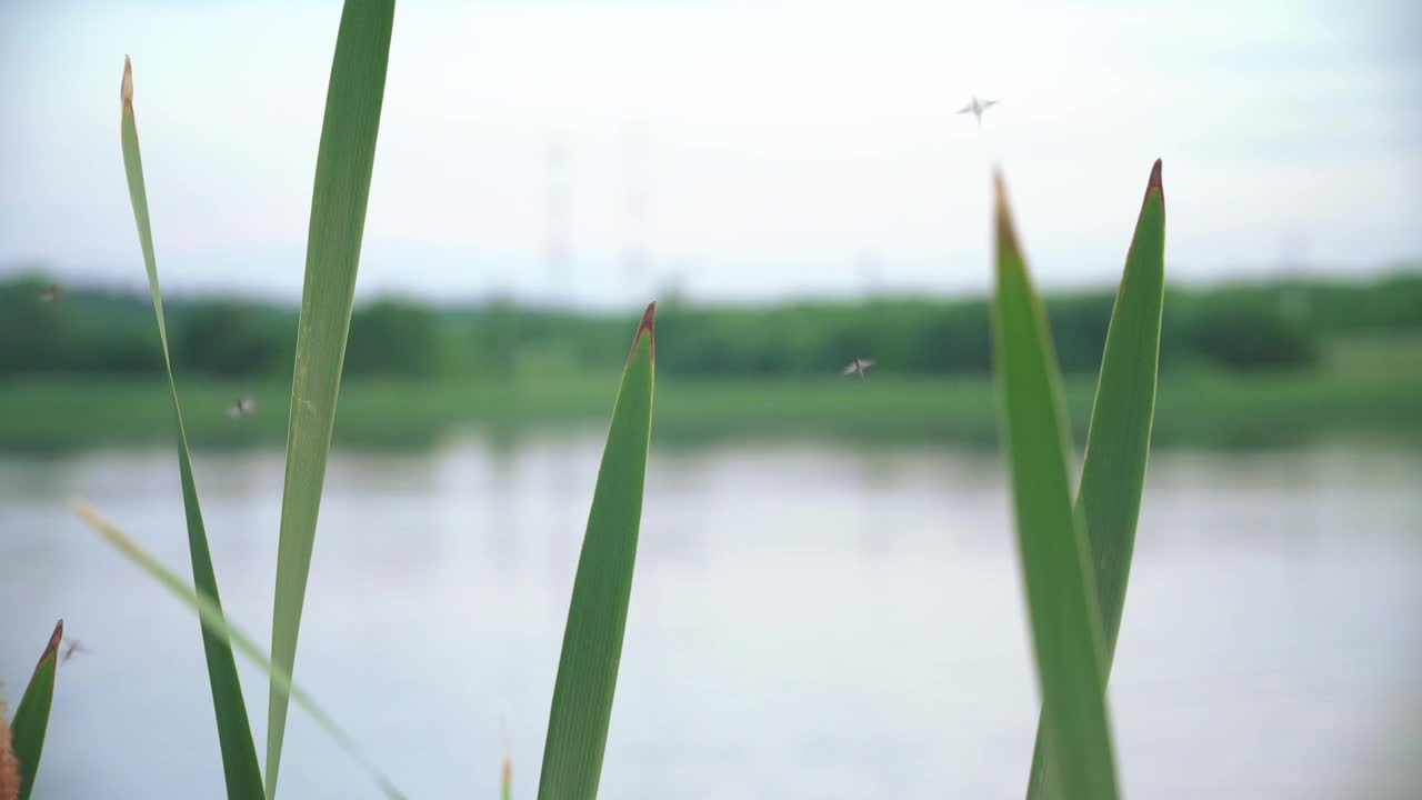 芦苇和飞蚊视频素材