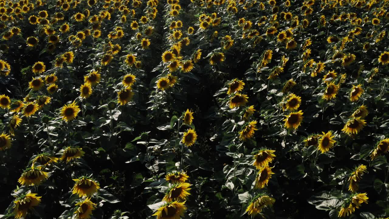 鸟瞰盛开的向日葵向日葵4k田野植物自然农业田野向日葵飞行在向日葵田日落4k美丽的田野向日葵天空背景飞行在阳光灿烂的日子视频素材