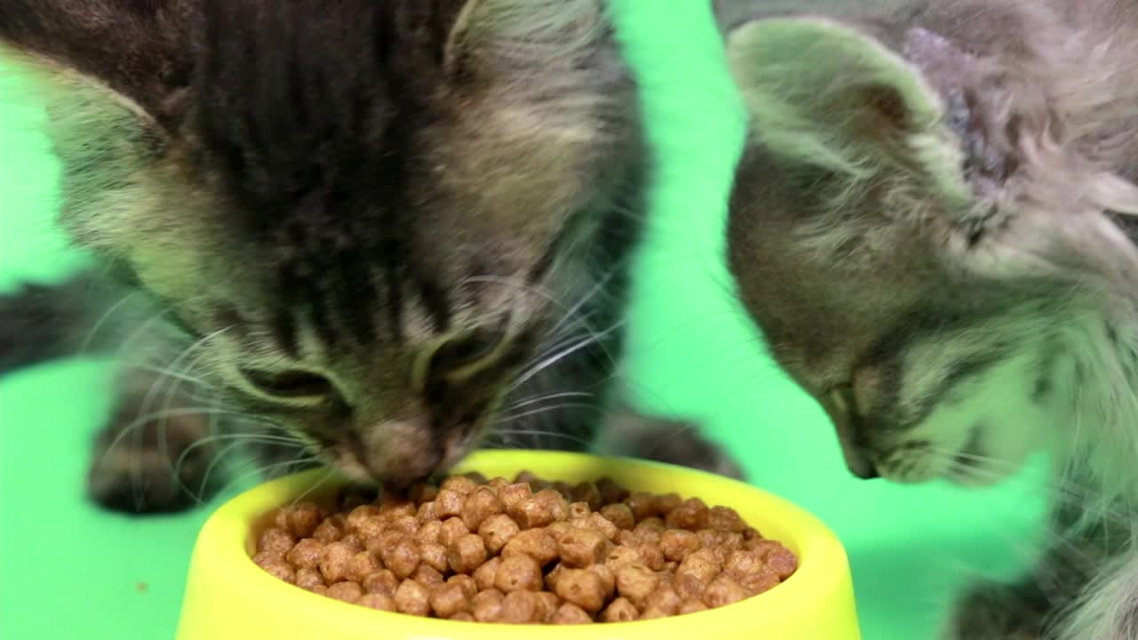 两只小猫在绿色背景的chromakey绿色屏幕上吃干粮视频素材
