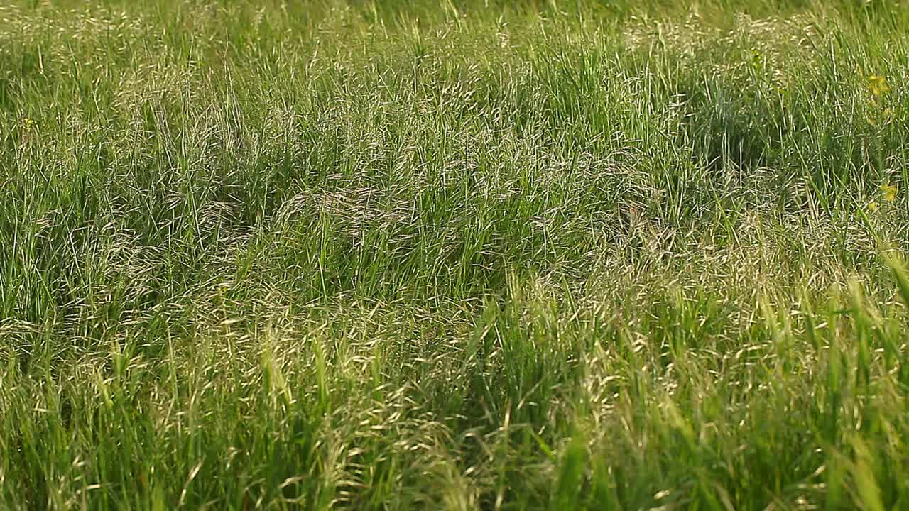 田野上碧绿的小草在阵阵寒风中摇曳。视频素材