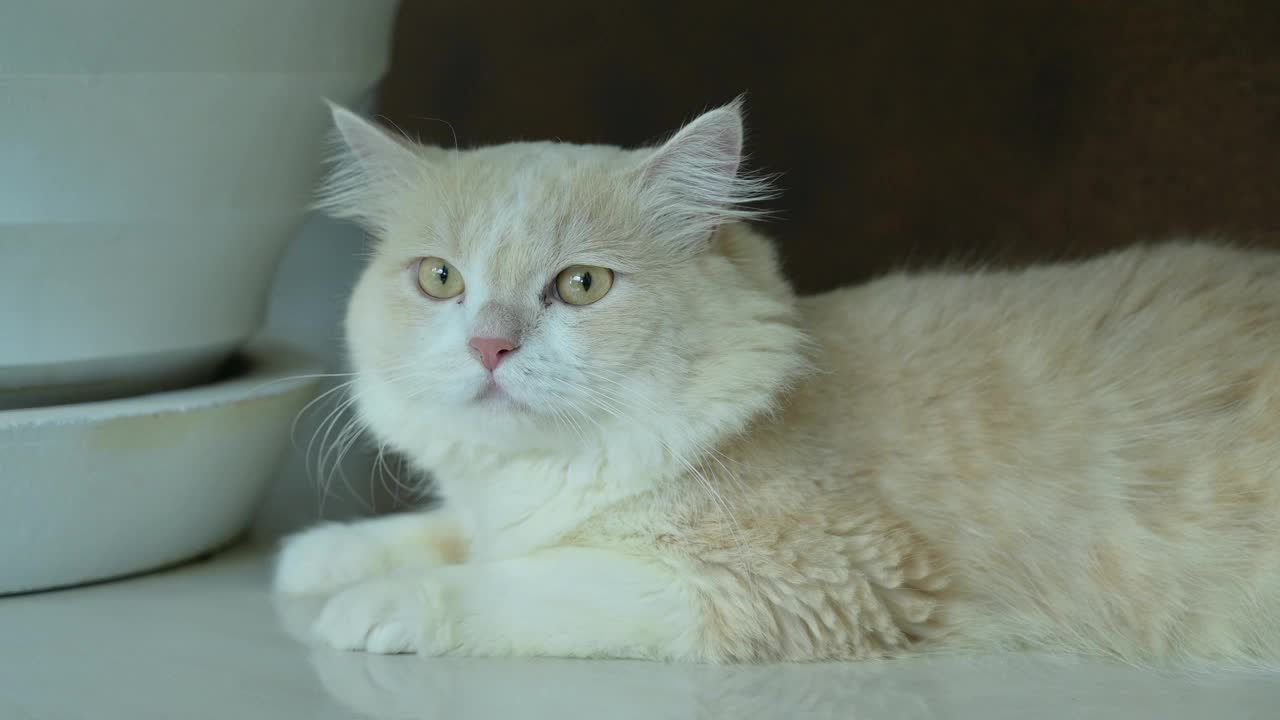 白棕色波斯猫，有一张可爱的脸。视频素材