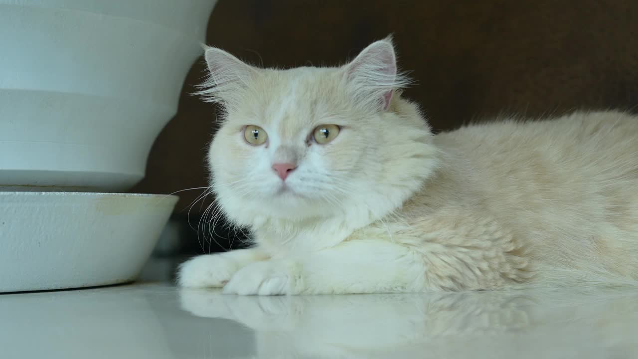 白棕色波斯猫，有一张可爱的脸。视频素材