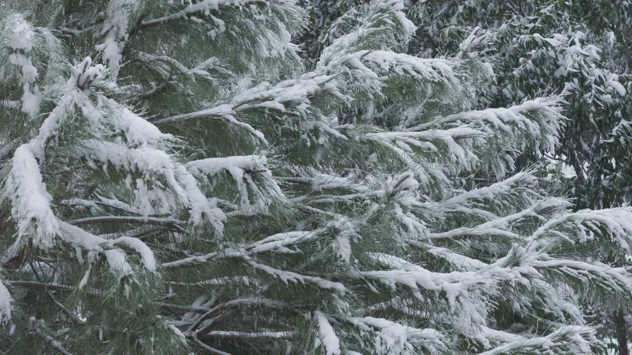 在冬天，松树被雪覆盖，从中间向天空倾斜视频下载