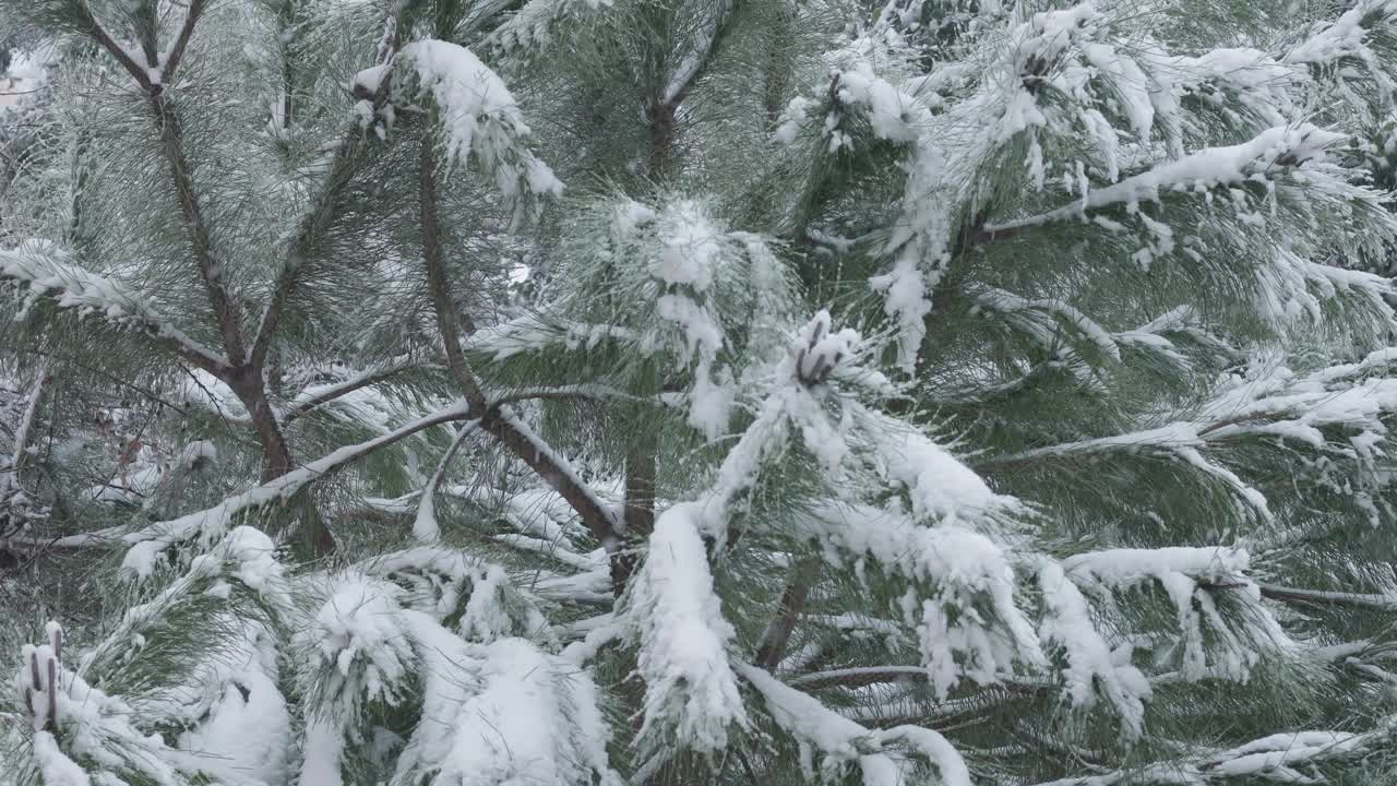 冬天下雪时的松树特写视频下载