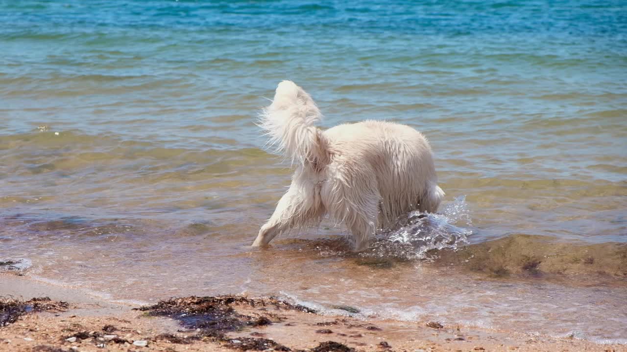 一只拉布拉多在海里游泳。狗在水里玩。湿毛视频素材