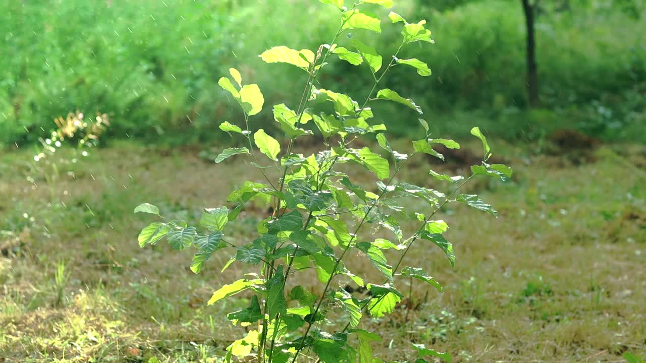 森林里的夏雨，温暖夏日的雨滴和阳光。慢动作视频下载