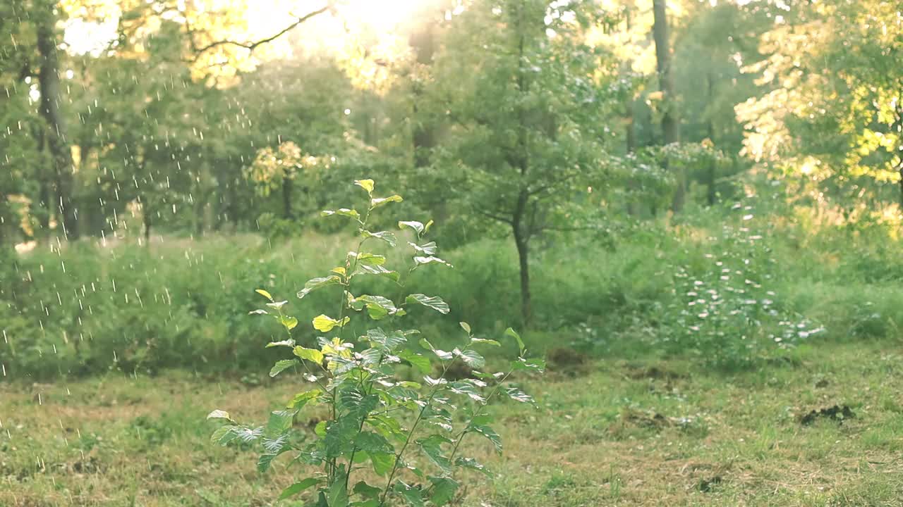 森林里夏雨绵绵，温暖夏日的雨点和阳光映衬着绿色的植物视频下载