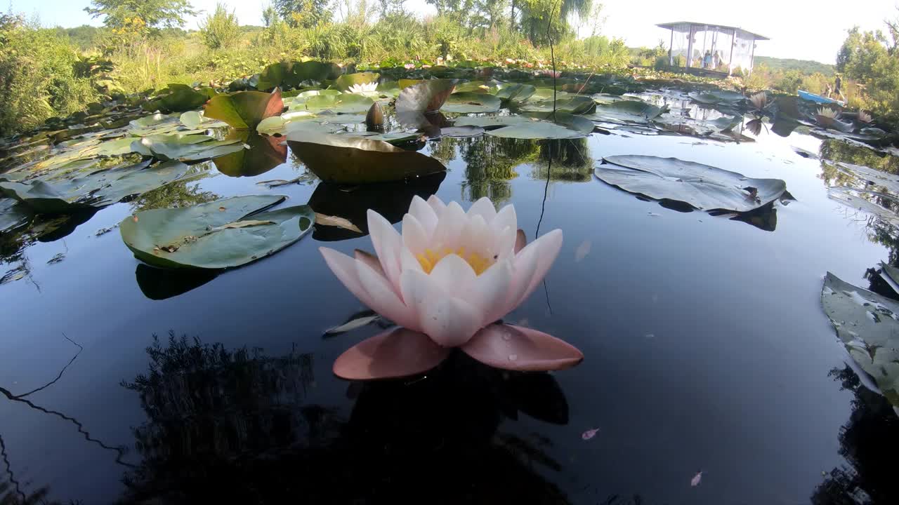 池塘里的睡莲花视频素材