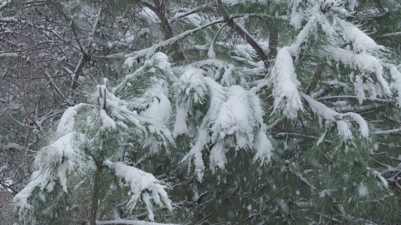 冬天，雪从中间向顶部倾斜，覆盖着松树视频下载