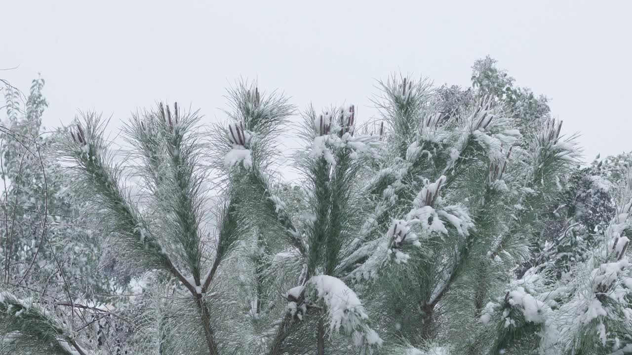 冬天的松树被雪覆盖着，从天空中倾斜下来视频下载