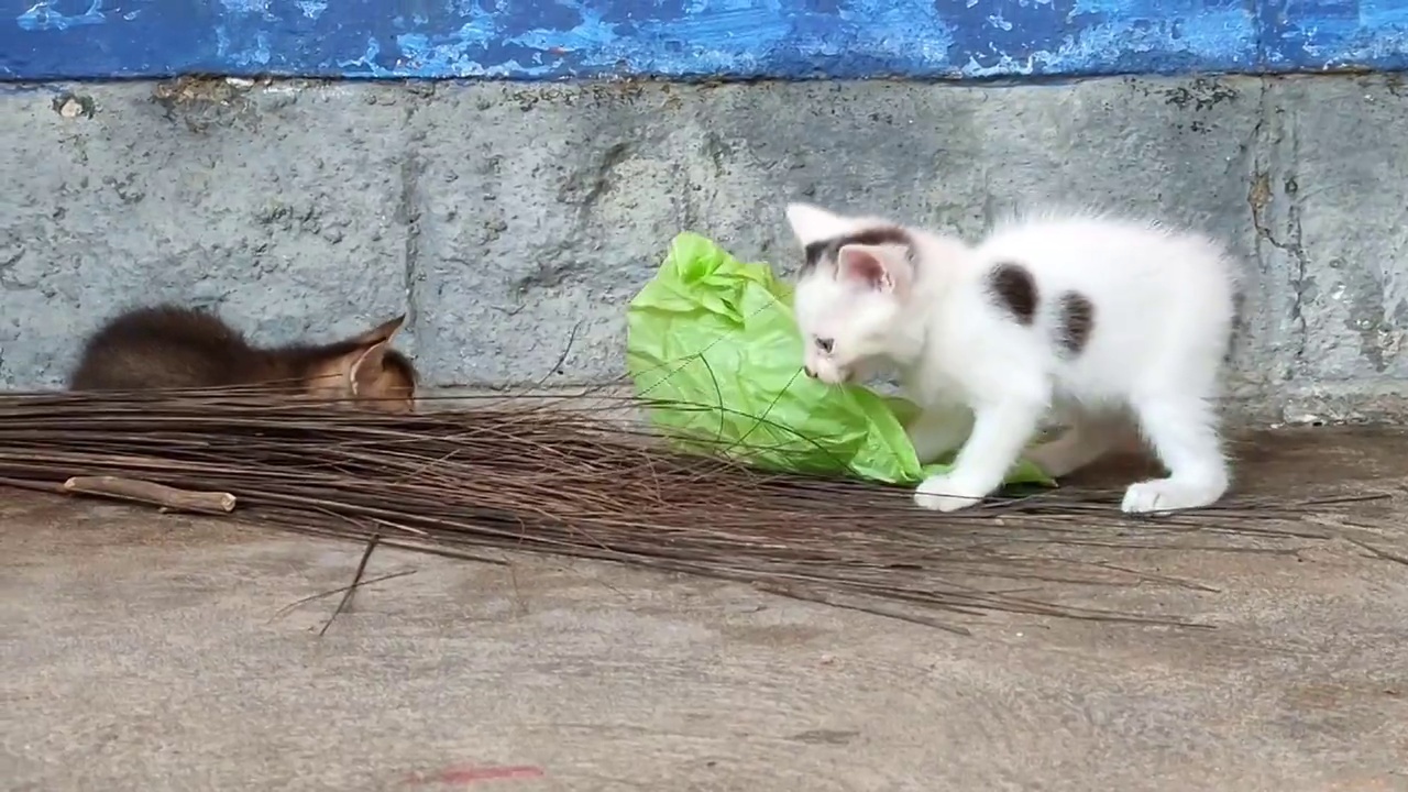 可爱可爱的小猫在玩耍视频素材