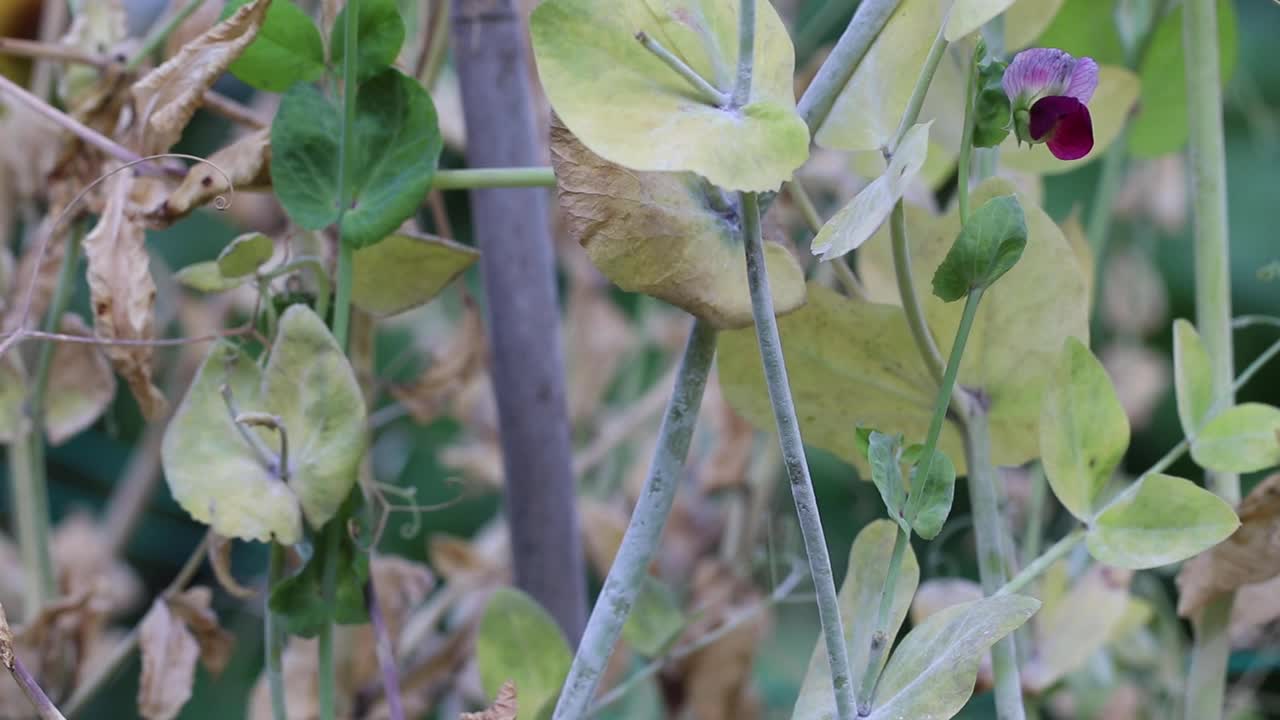 豌豆在风中摇曳。由于真菌病害白粉病，一些叶子和茎上覆盖着白色斑块。有些植物已经变黄变干了。它是多云的。视频素材