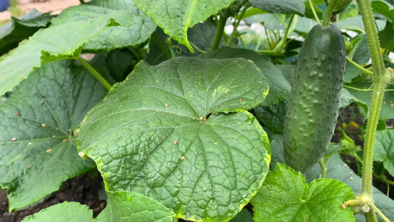 夏天，阳光明媚的日子里，新鲜和腌制的黄瓜在花园里生长。日益增长的视频素材