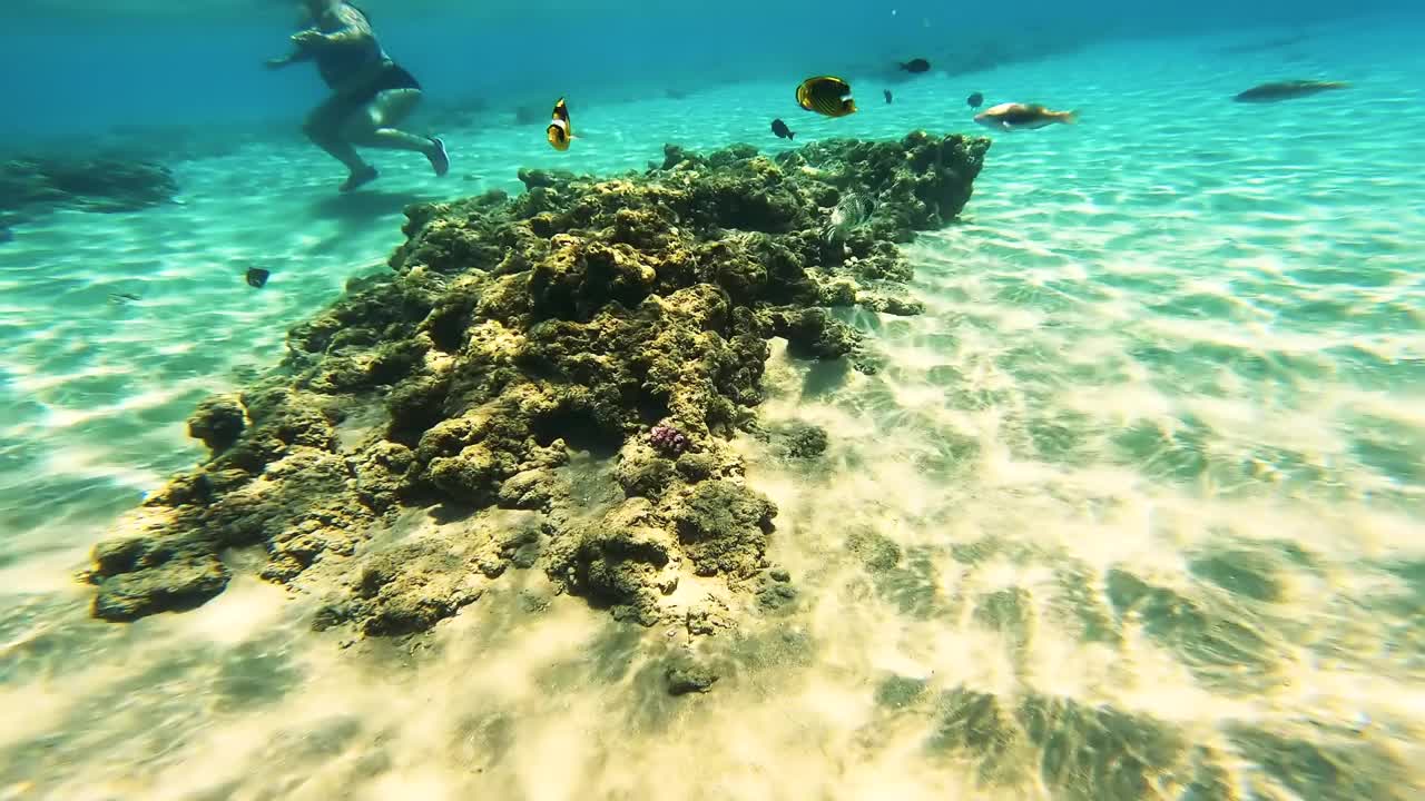 在埃及红海，各种各样的鱼在人群中游动。视频素材