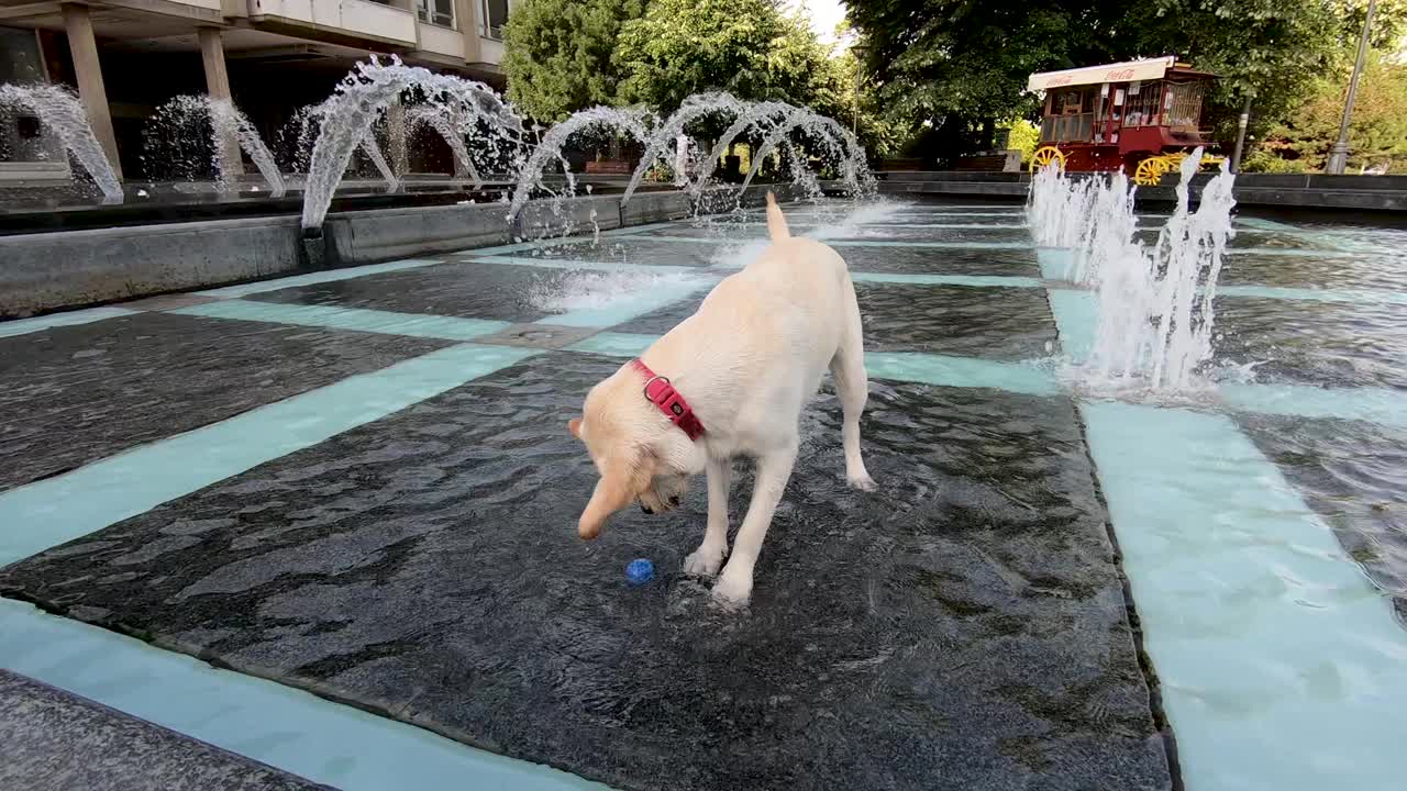 拉布拉多寻回犬，白色，雌性，11个月，在喷泉里玩一个蓝色的球，4K视频下载