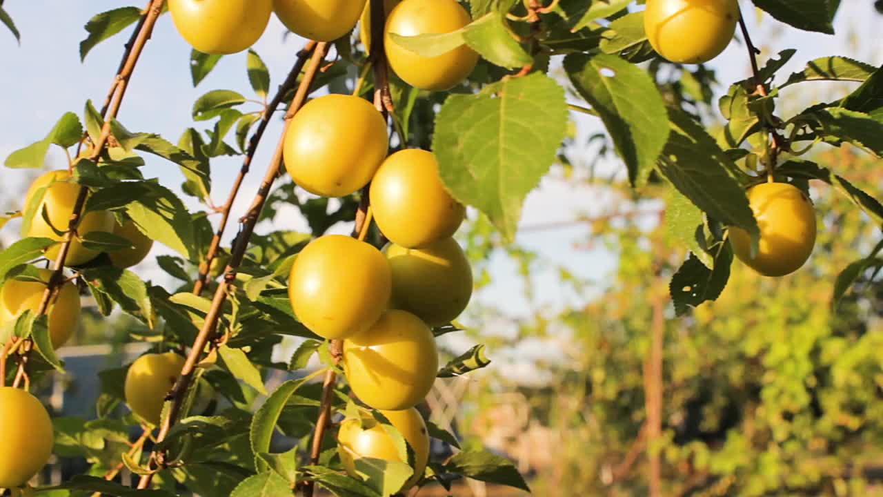 成熟的黄色樱桃李子在树枝上。在花园里收获。农业的概念。果汁广告。健康饮食视频素材