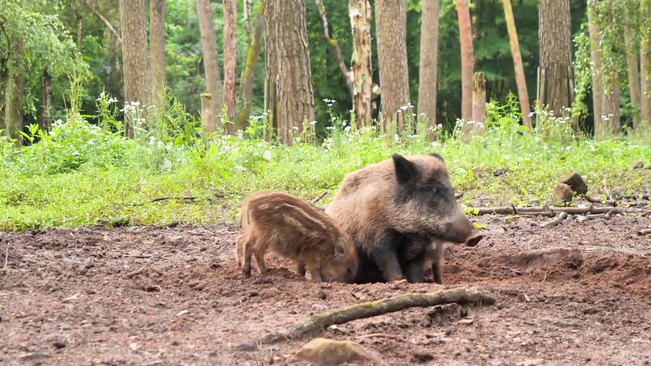 野猪在森林里喂小猪视频素材