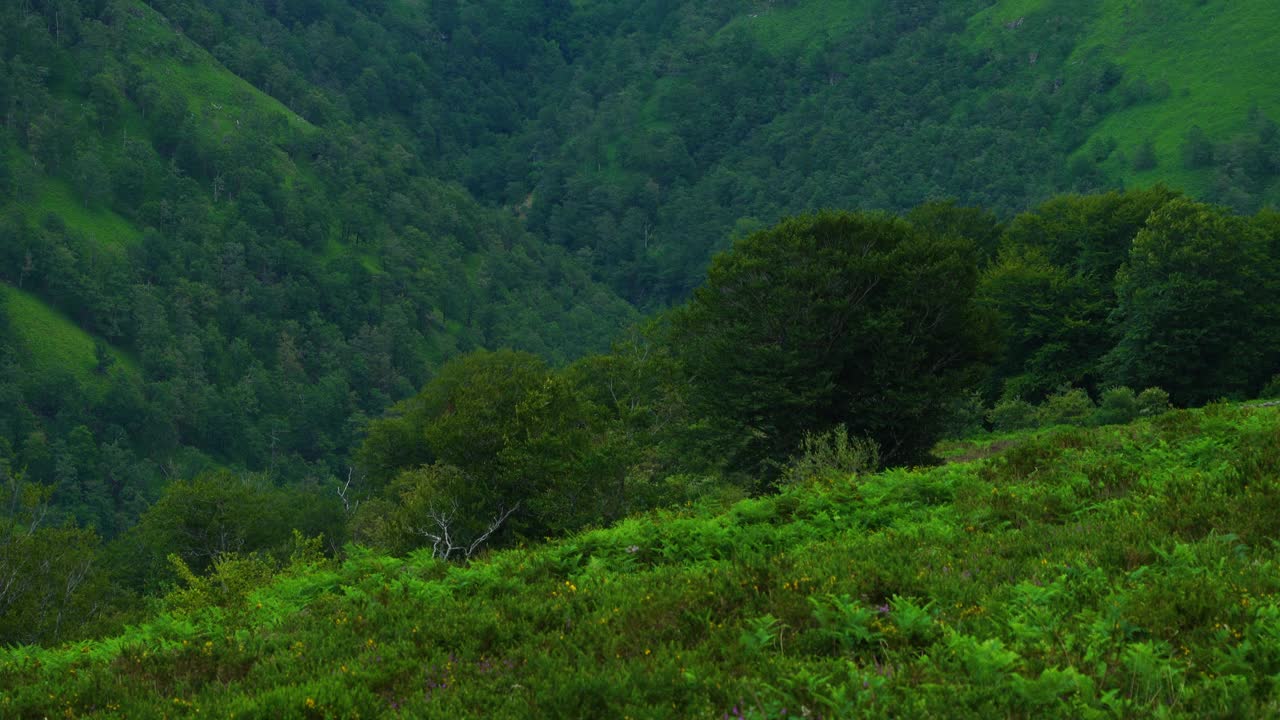 鸟瞰Aguasal和Churron de Agualto草地周围的景观。维加德帕斯，帕西哥斯，坎塔布里亚，西班牙，欧洲。视频素材