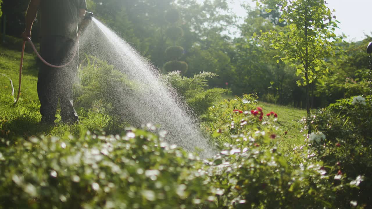 在夏天照顾植物视频素材