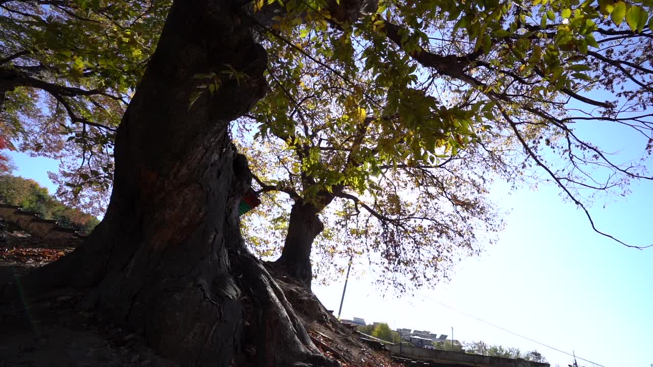 柿子树上挂着美丽的秋叶，天空湛蓝视频素材