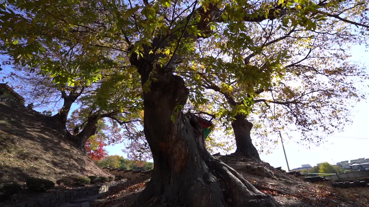 柿子树上挂着美丽的秋叶，天空湛蓝视频素材