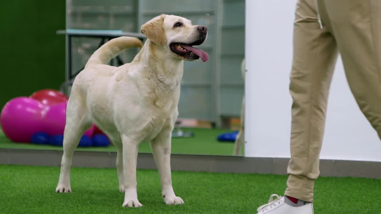 专业训犬师训练拉布拉多幼犬。视频素材