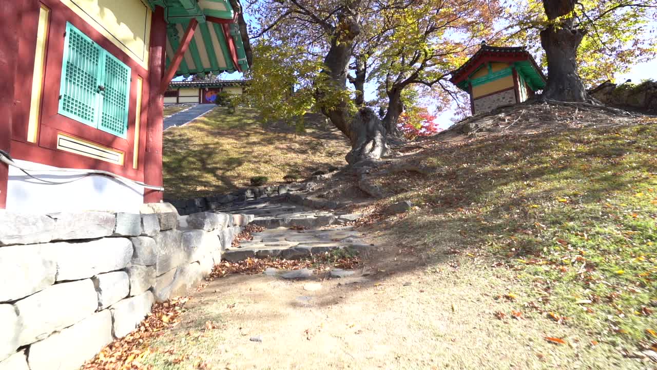 柿子树上挂着美丽的秋叶，天空湛蓝视频素材